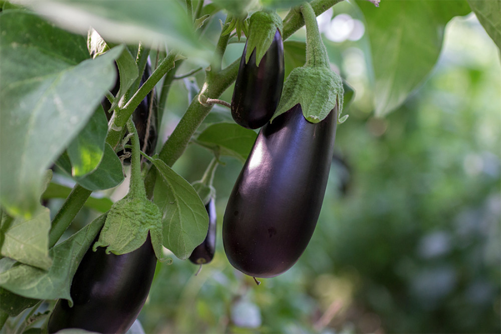 Aubergine-1