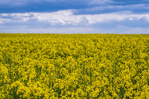 Canola