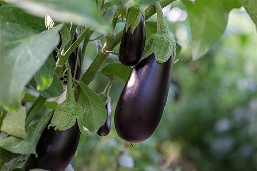 Aubergine