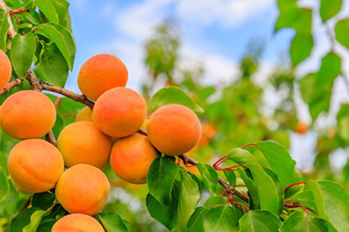 Apricot